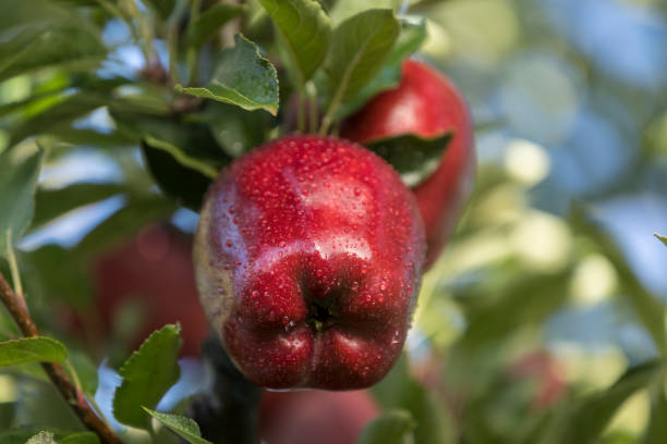 Starkrimson Apple - Importer Pune