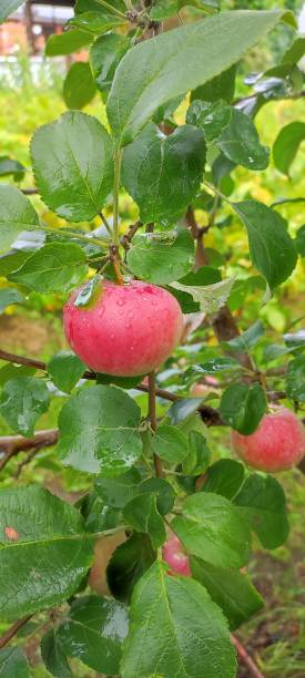 Premium Apples Import